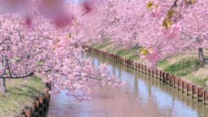 桜の花のように